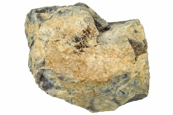 Fossil Tyrannosaur (T rex) Bone Section - Wyoming #314110